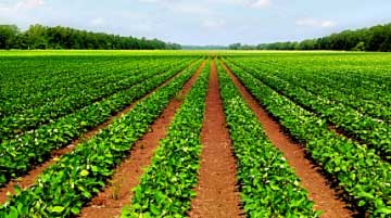 Agriculture Land Selling